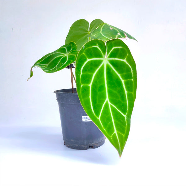 Anthurium Crystallinum - BS