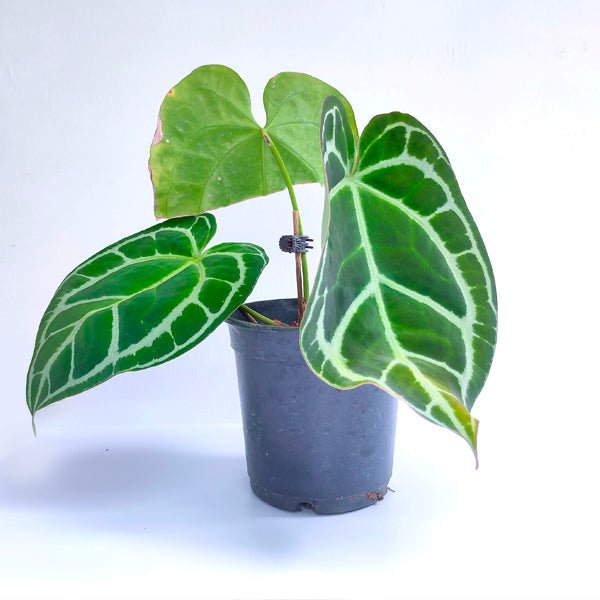 Anthurium Magnificium - BS