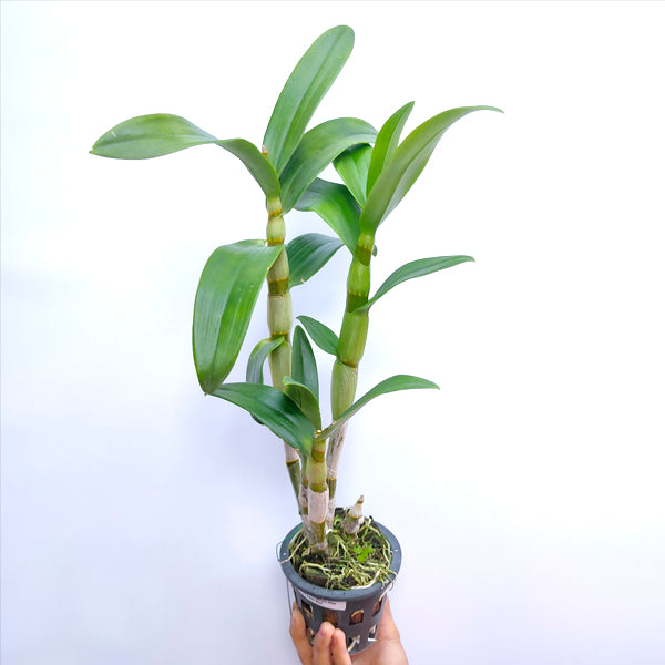 Dendrobium Miss Asian Red - BS