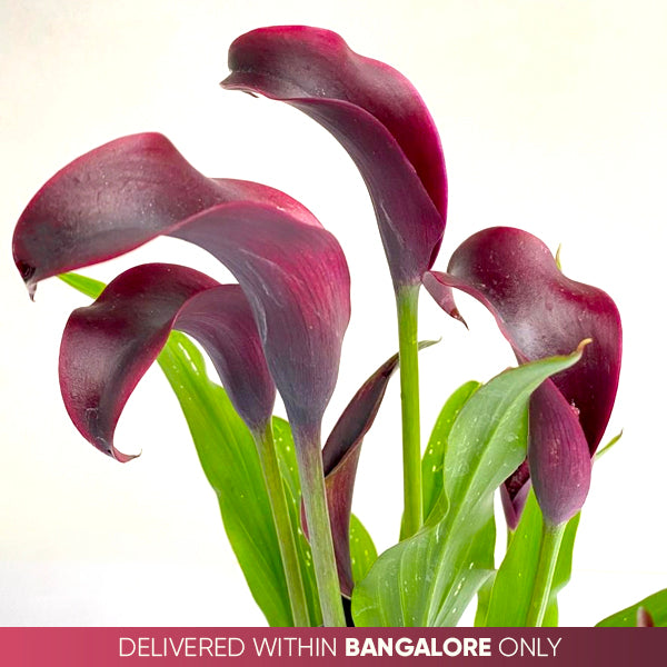 Calla Lilly