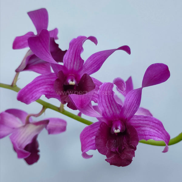 Dendrobium Betty Goto - BS