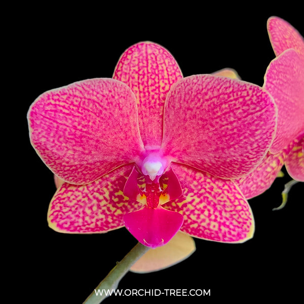 Phalaenopsis Blake Red - FF