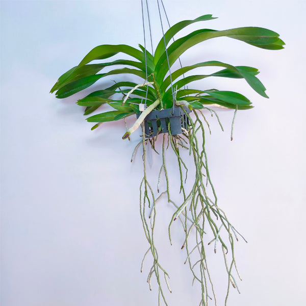 Vandachostylis Ocean Storm x merrillii - BS