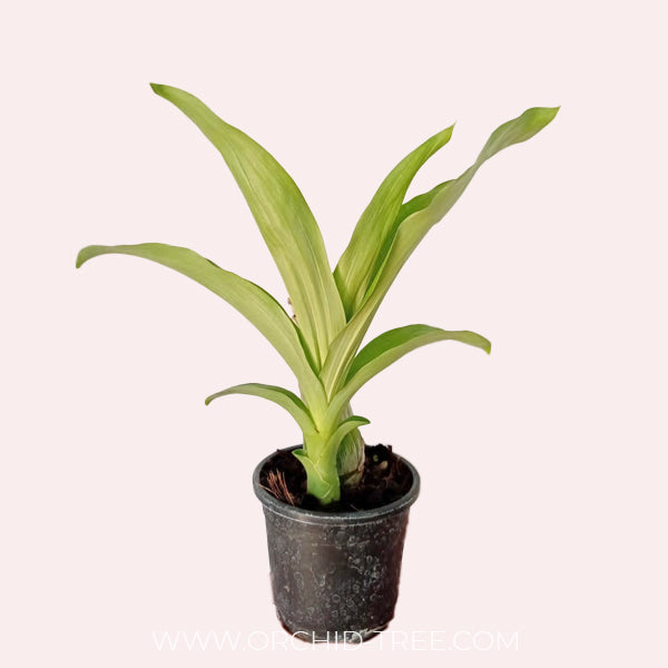 Catasetum (FDK.) After Dark Bakers Black Hole - | BS