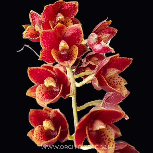 Catasetum (FDK.) Sunset Ridge Bakers Wine Sunset - BS