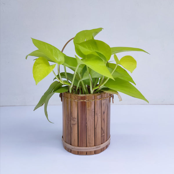 Bamboo Basket Planter