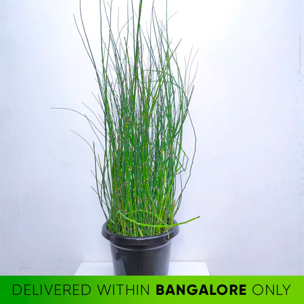 Water Bamboo - Buy Orchids Plants Online by Orchid-Tree.com