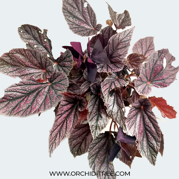 Begonia Big Pot Plants | 3 Varieties