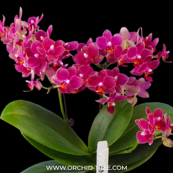 Phalaenopsis Bella - BS