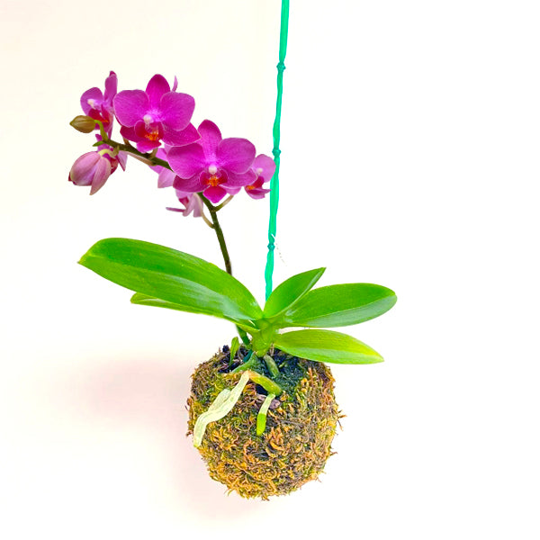 Kokedama Phalaenopsis Young home Bella - FF (Miniature)