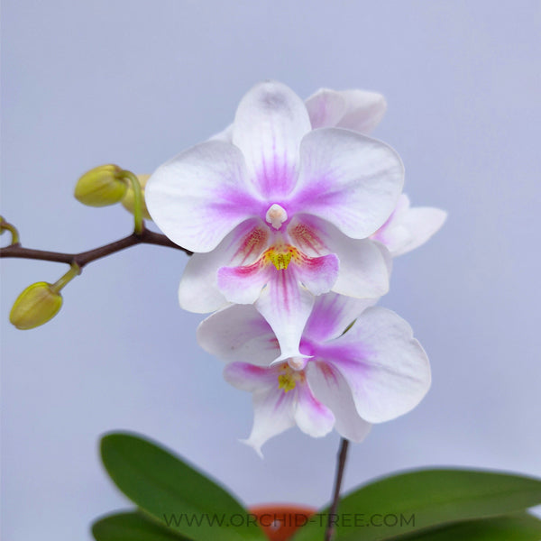 Phalaenopsis Big Mouse Orchid Plant - FF