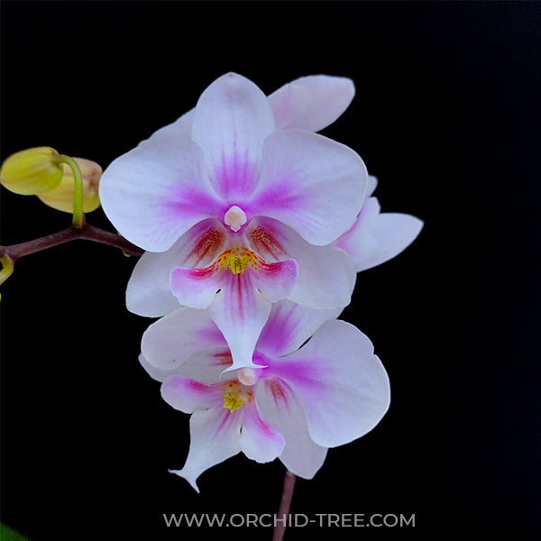 Phalaenopsis Big Mouse Orchid Plant - FF