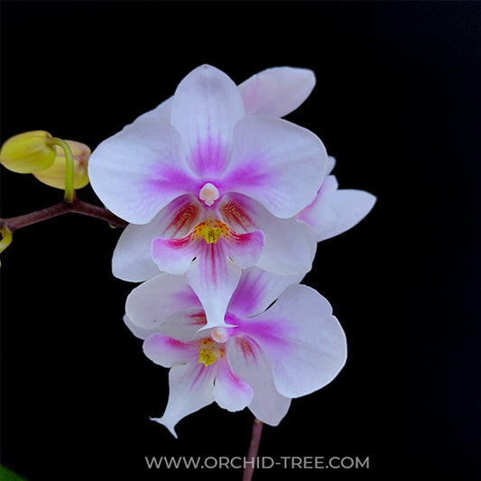 Phalaenopsis Big Mouse Orchid Plant - FF