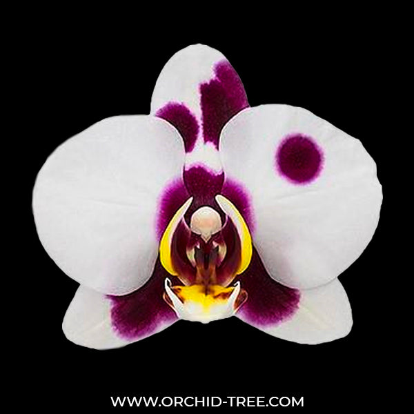 Phalaenopsis Big Time - FF