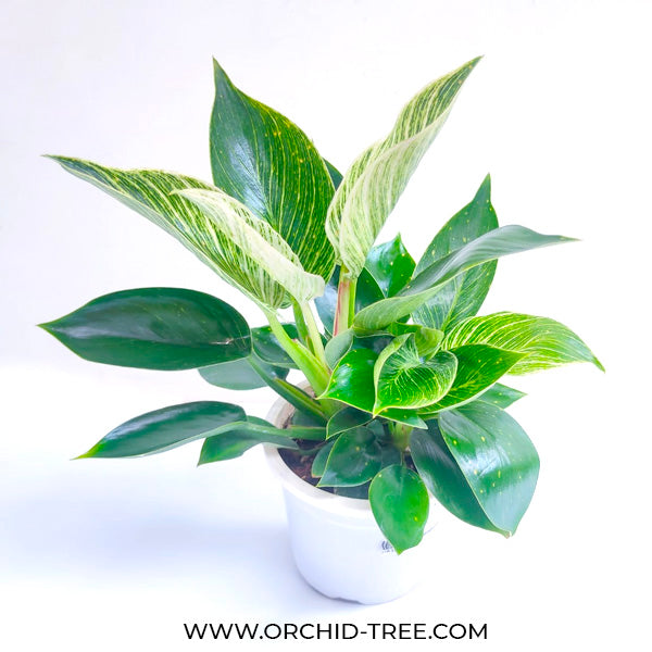 philodendron birkin hydroponic Philodendron Birkin – Orchid-Tree