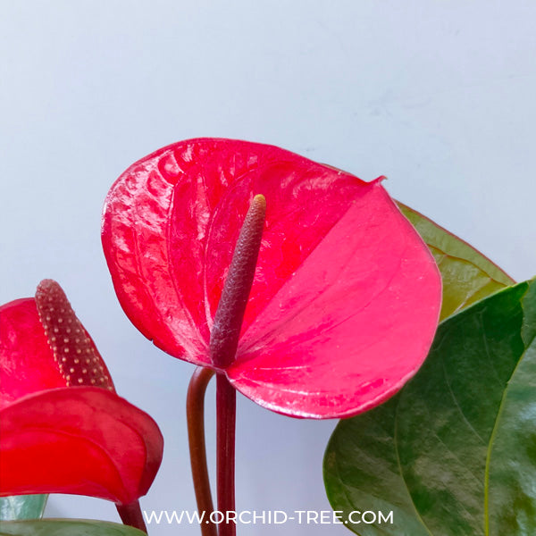 Anthurium Blood Red - FF