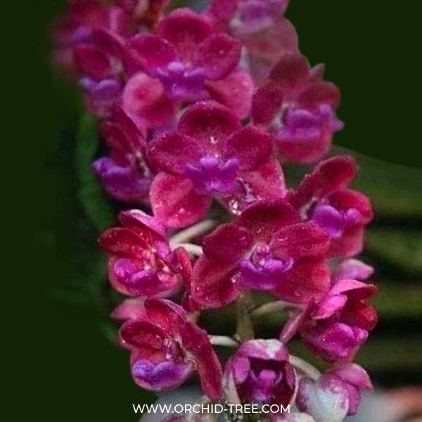 Rhynchostylis gigantea Blue - FF