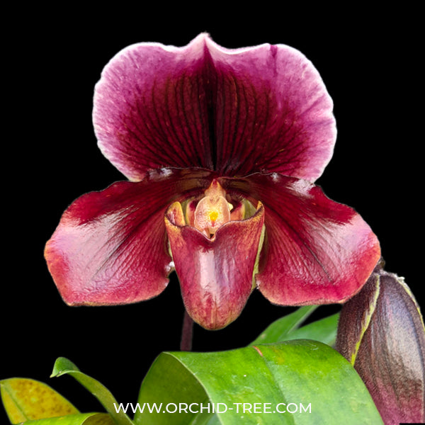 Paphiopedilum Yi-Ying Bouncing Flames - BS