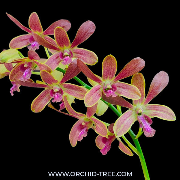 Dendrobium Brown Purple Lip - BS