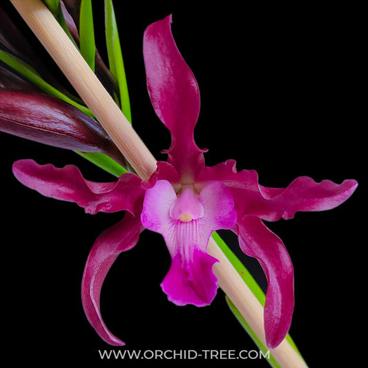 Cattleya (Myrmecophila) Burgundy Orchid Plant - BS