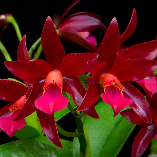 Cattleya (Lc.) Chocolate Drops - BS