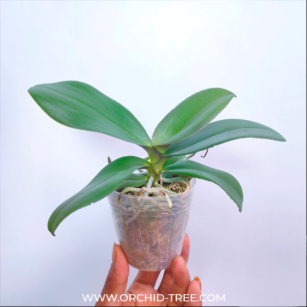 Phalaenopsis Chi-Yueh Kaleidoscope - FF