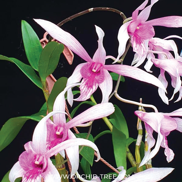 Dendrobium Caesar Chaid - BS