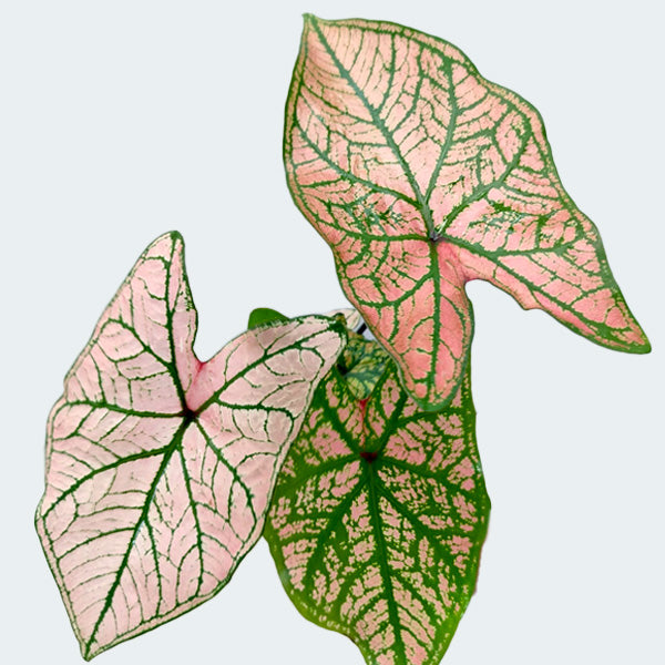 Caladium