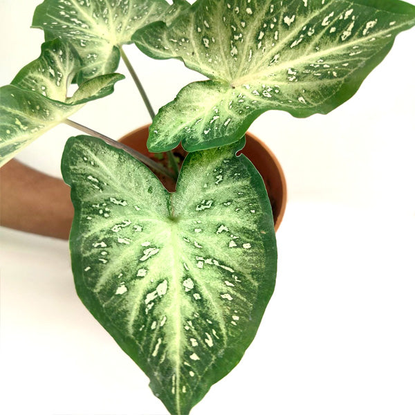 Caladium