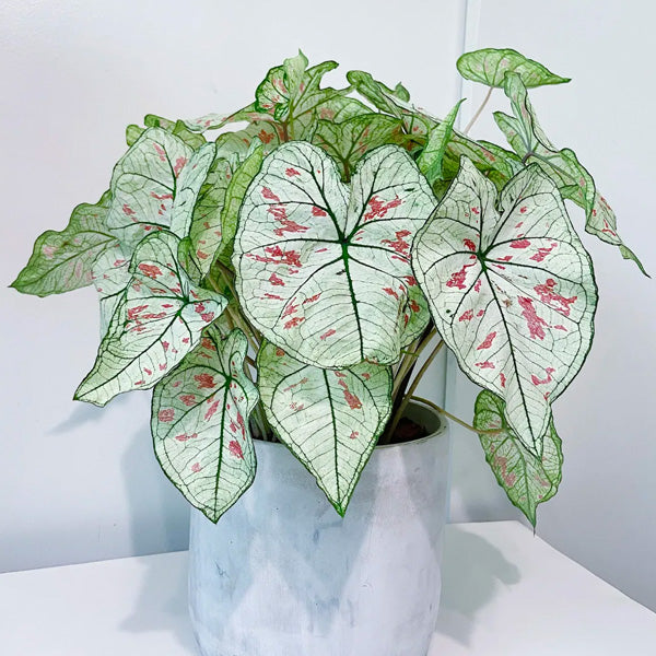 Caladium