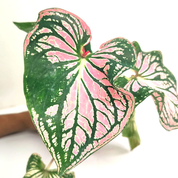 Caladium