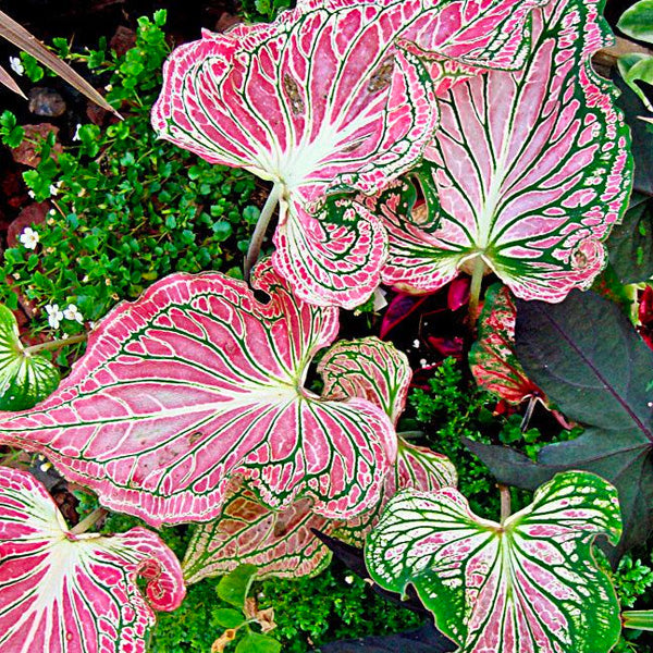Caladium