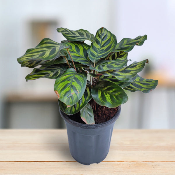 Calathea Makoyana