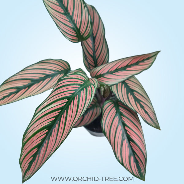 Calathea | 2 Varities