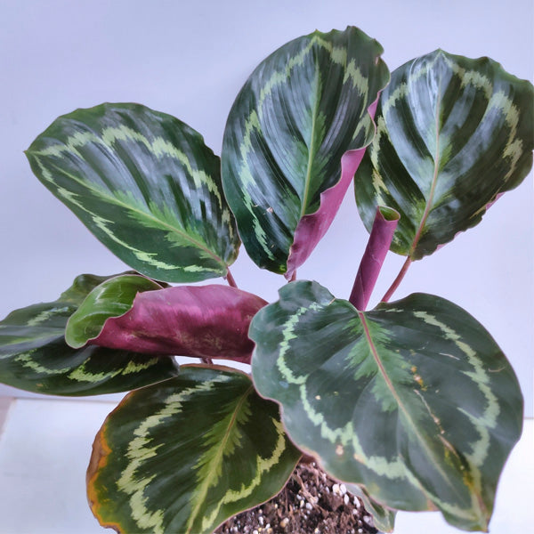 Calathea Medallion