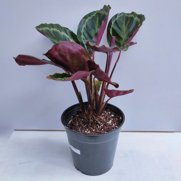 Calathea Medallion