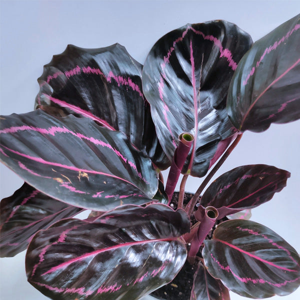 Calathea Roseopicta 'Dottie'
