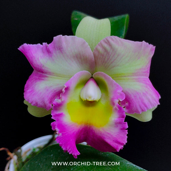 Cattleya (Lc.) Princess Pink - FF