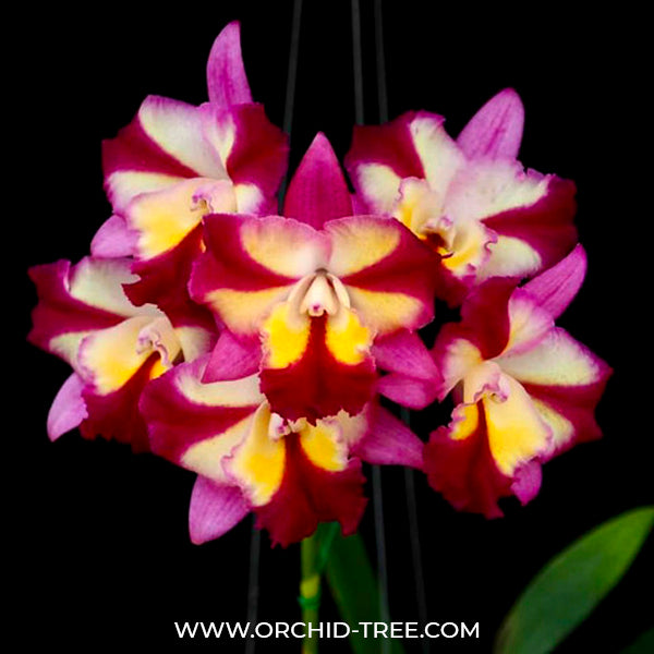 Cattleya (Hknsa.) Sogo Doll 'Little Angel' - BS