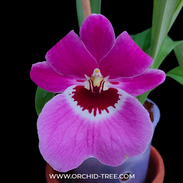 Miltoniopsis Cat Walk 17488 - BS