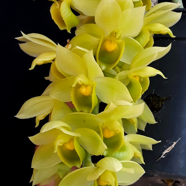Catasetum cirrhaeoides sp. - BS