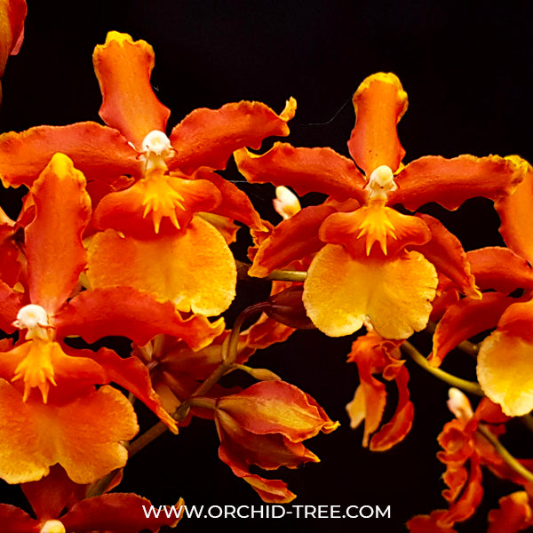 Oncidium Catatante 'Los Robles' - BS