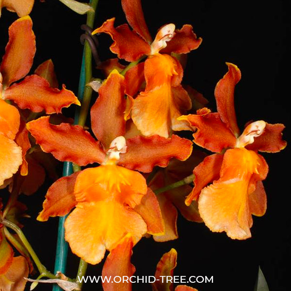 Oncidium Catatante 'Los Robles' - BS
