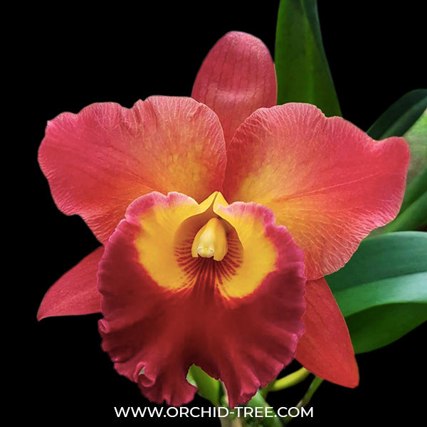 Cattleya (Pot) Exotic Dream - BS
