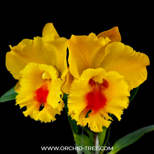 Cattleya NP Gold - BS