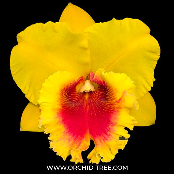Cattleya NP Gold - BS