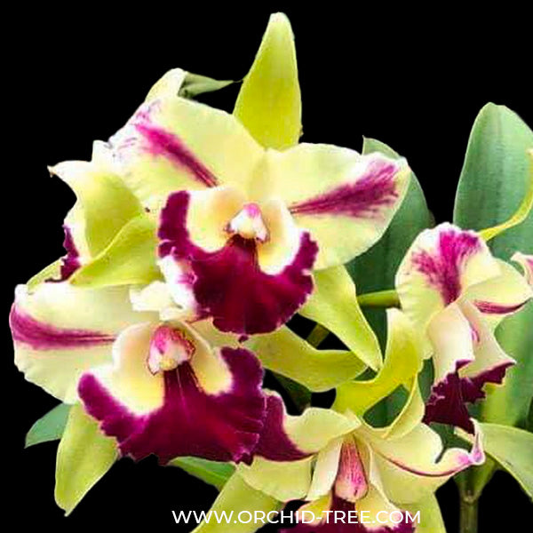 Cattleya (Rlc.) Penny Helen Orchid Plant - BS
