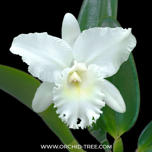 Cattleya Snow White Orchid Plant - BS