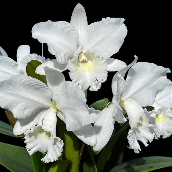 Cattleya Snow White Orchid Plant - BS - Buy Orchids Plants Online by Orchid-Tree.com