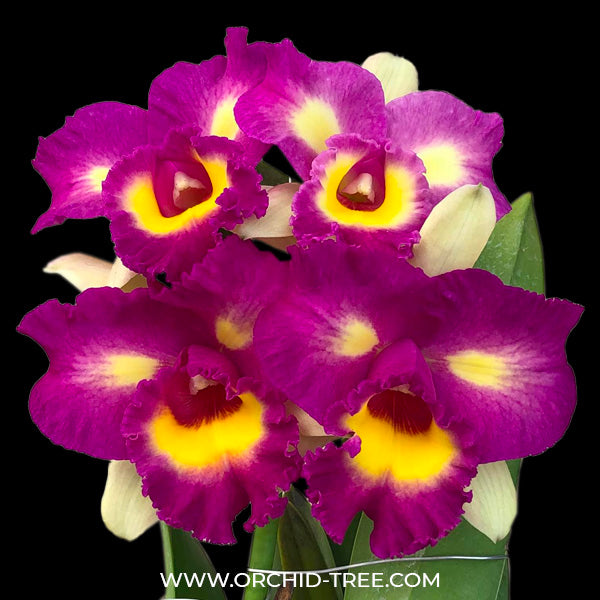 Cattleya Thaksina Candy - BS